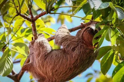 Sloth hanging from a tree branch in the rainforest