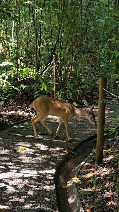 White-tailed deer on a rainforest trail
