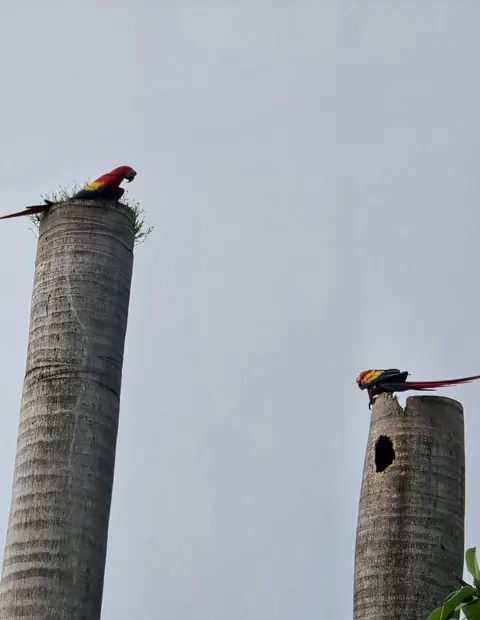 Scarlet macaws perched on palm trunks