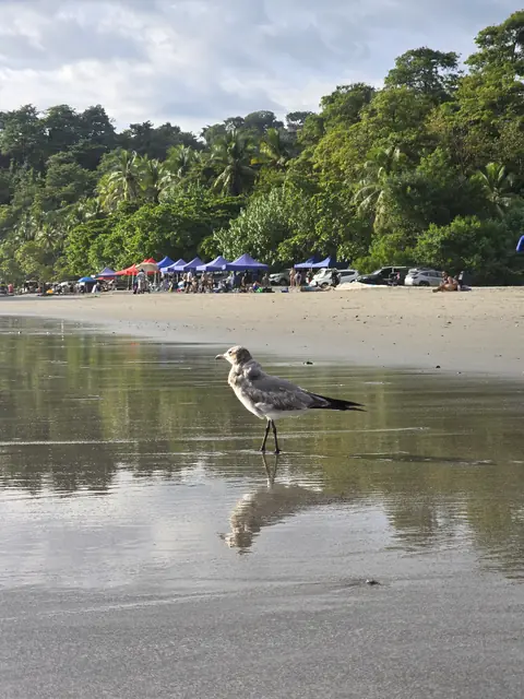 Seagull reflected on the wet sand of the beach