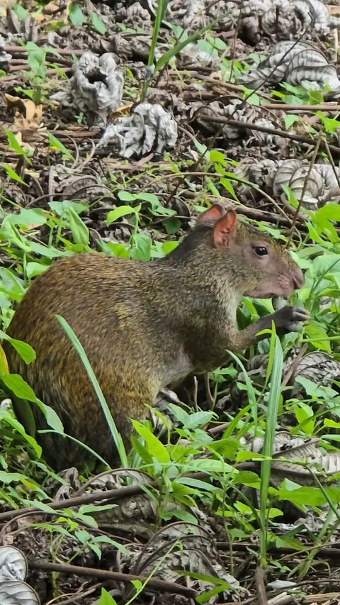 Agouti among green plants in the forest